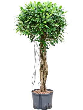 Ficus microcarpa Nitida Stam gevlochten