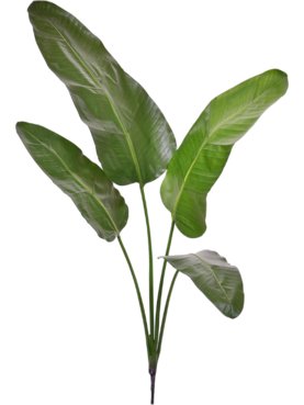 Strelitzia Nicolai Deluxe