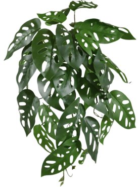 Monstera Adansonii
