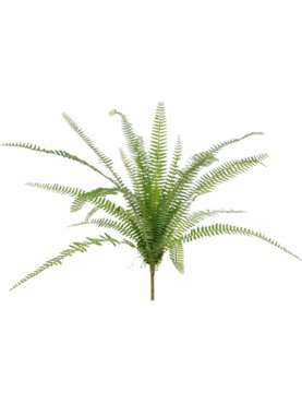 Fern Asplenium