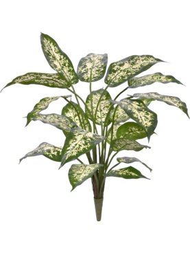 Dieffenbachia Deluxe