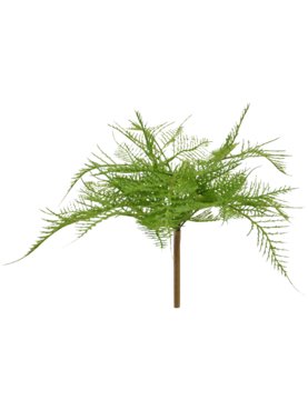 Fern Asparagus