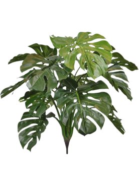 Monstera Deluxe