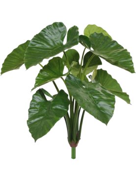 Alocasia Calidora