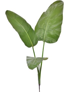 Strelitzia Nicolai Deluxe
