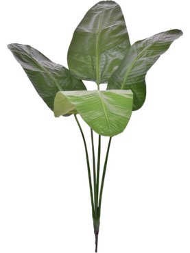 Strelitzia Nicolai Deluxe