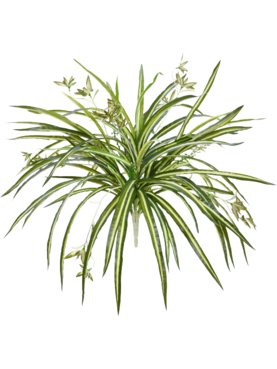 Chlorophytum Hanging Bush