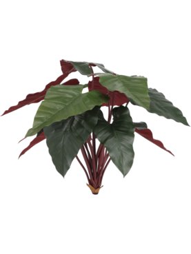 Philodendron XL Deluxe