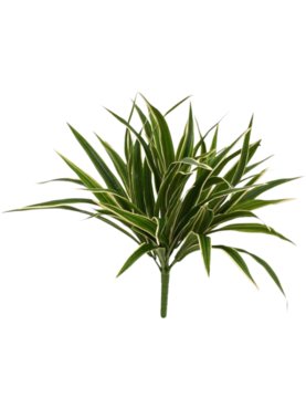 Chlorophytum Comosum
