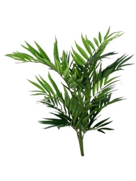 Parlour Palm