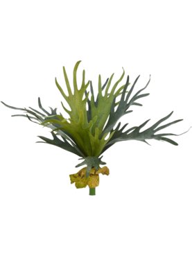 Fern Staghorn
