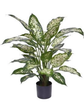 Dieffenbachia Deluxe