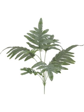 Fern Phlebodium