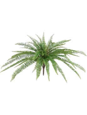Fern Boston