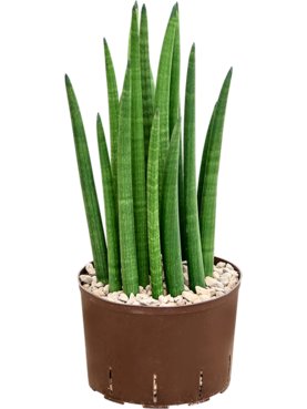Sansevieria cylindrica \'Tower\' Toef (Bims)