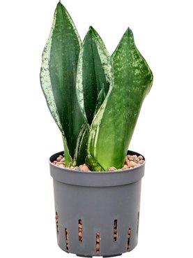 Sansevieria \'Silver Flame\' Toef