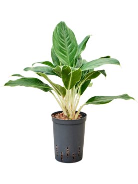 Aglaonema \'White Edge\' Toef