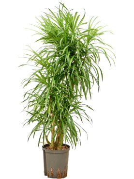 Pleomele (Dracaena) \'Anita Variegata\' Vertakt