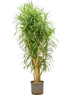 Pleomele (Dracaena) \'Anita Variegata\' Vertakt