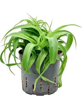 Chlorophytum comosum \'Green Bonnie\'