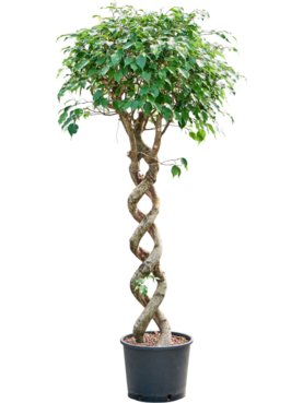 Ficus benjamina \'Exotica\' Spiraal dubbel
