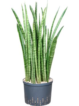 Sansevieria zeylanica \'Narrow\' Toef (Bims)