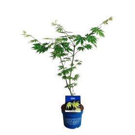 Acer \'Arctic Jade\'