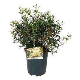 Phillyrea angustifolia Bush