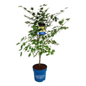Acer \'Arctic Jade\'