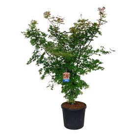 Acer \'North Wind\'