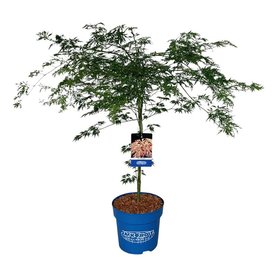 Acer \'Ice Dragon\'