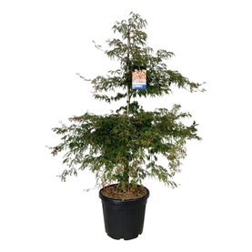 Acer \'Ice Dragon\'