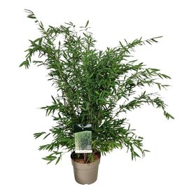 Fargesia nitida \'Gansu\' Bush