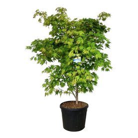 Acer \'Arctic Jade\'