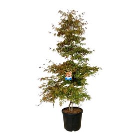 Acer \'Ice Dragon\'
