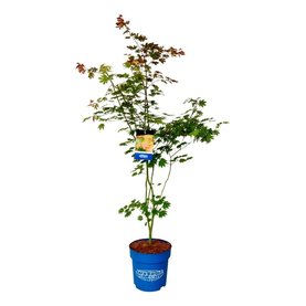 Acer \'North Wind\'