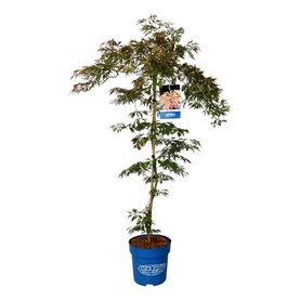 Acer \'Ice Dragon\'