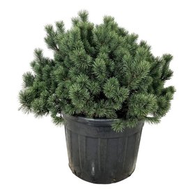 Pinus mugo Bush