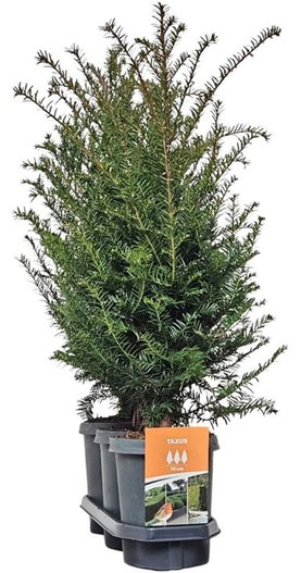 Taxus baccata
