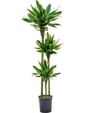 Dracaena fragrans \'Gold King\' 90-60-30