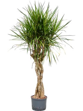 Dracaena marginata Stam gevlochten